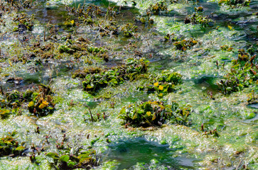 Naturschutz, Hochmoor, Lauenensee