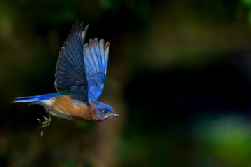 Extreme closeup of male Eastern Bluebird in flight pursuing prey 