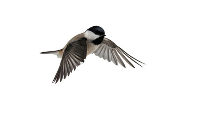 Fototapeta premium Carolina chickadee in flight black background