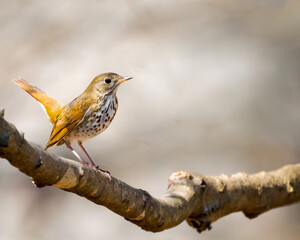 Elusive forest dwelling Hermit Thrush pauses for a brief moment on a limb in light that highlights...
