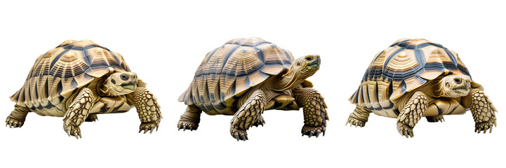 Fototapeta premium Tortoises walking set on transparent background
