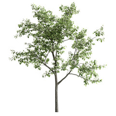 Obraz premium tree isolated on white background