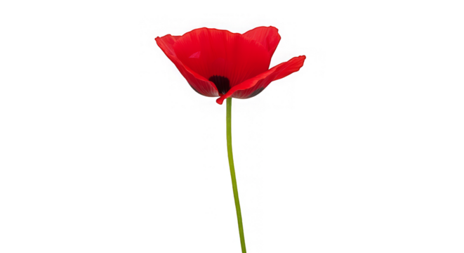 A vibrant poppy extends upwards, its delicate red petals contrasted against a stark black backdrop.