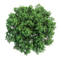 Fototapeta premium green tree isolated on white background