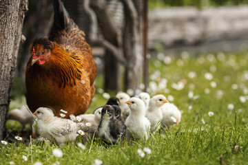 Eine Henne mit Küken im Garten