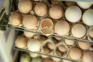 Hatching Eggs in Incubator Tray – Broken Shell Signaling Chick Birth