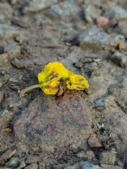 Falling Leaves and Rocky Ground: A Vibrant Contrast