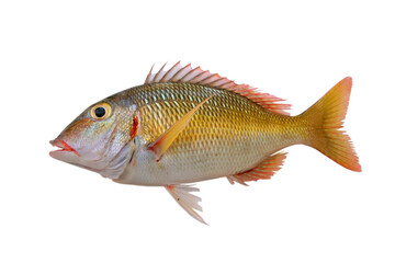 Fototapeta premium emperor fish
