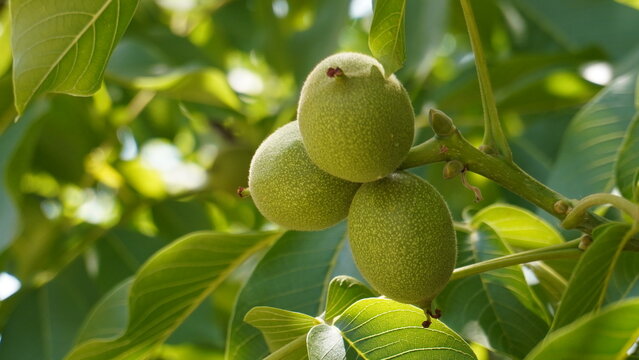 NUECES EN ARBOL NOGAL