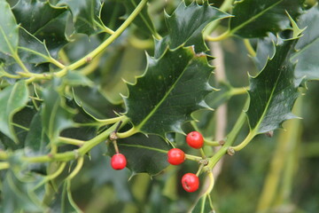 Four Red Fruit Berries on a Green Holly Tree.
