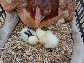 Hen baby chick with mom or one day old chick with mom 