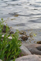 Scandinavian Lakeshore with Coastal Plants and Seaweed in Denmark; natural shoreline in Denmark featuring fresh green vegetation, rounded rocks, and calm water with visible seaweed and algae