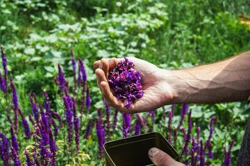 Collection of medicinal herbs. The herbalist collects sage. Herbal treatment. natural medicine....