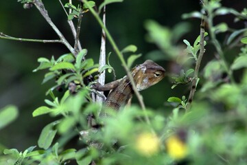 A lizard is in a tree.