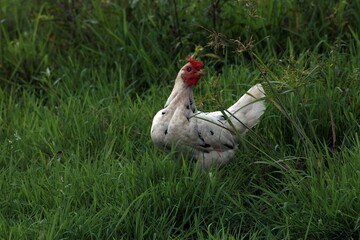 free range chicken