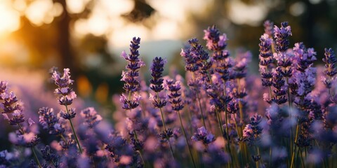 Lavender Flowers Blooming under Evening Light in Serene Garden Scene
