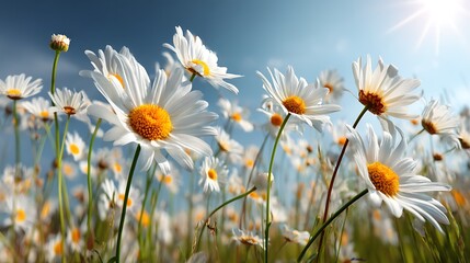 Close up of white daisies with yellow centers against a blurry blue and yellow background