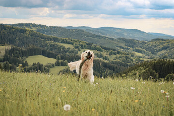 Happy golden retriever carrying a stick, calm nature and view of mountains in the background