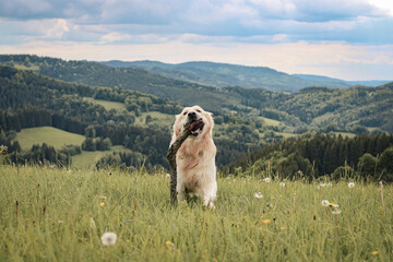 Happy golden retriever carrying a stick, calm nature and view of mountains in the background