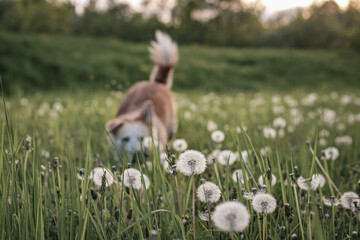 Meadow full of dandelion puffs with dog sniffing in the background in summer during sundown with peaceful atmosphere