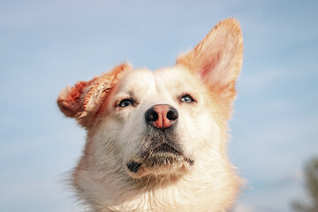 Close up of adopted mixed-breed husky dog with blue eyes enjoying a sunny day outdoors