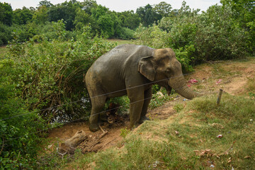 An Elephant in Somawathiya National Park, Polonnaruwa, Sri Lanka.