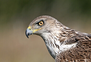 una poderosa aguila de bonelli en extremadura