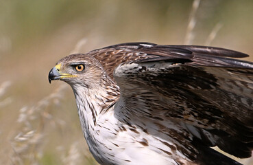 una poderosa aguila de bonelli en extremadura