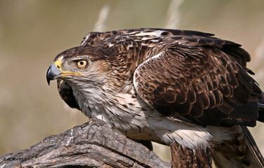 aguila fasciata en el campo en españa