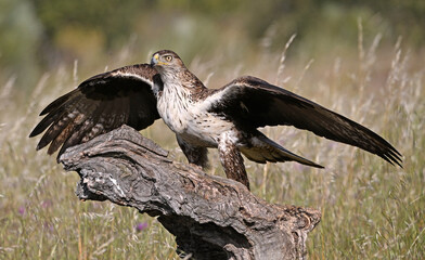 aguila fasciata en el campo