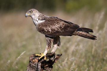 aguila fasciata en el campo