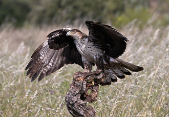 aguila fasciata en el campo en españa