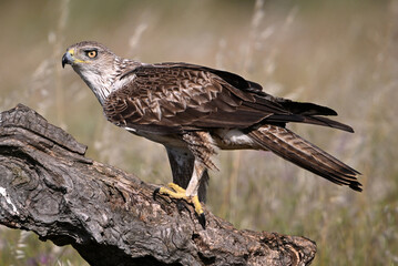 aguila fasciata en el campo