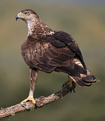 aguila fasciata en el campo