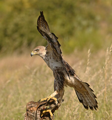aguila fasciata en el campo