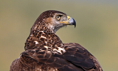 aguila fasciata en el campo