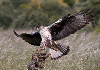 aguila perdicera posada en un tronco de un arbol