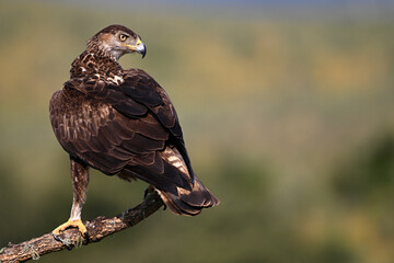 aguila fasciata en el campo en españa