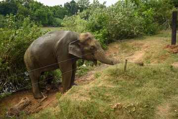 An Elephant in Somawathiya National Park, Polonnaruwa, Sri Lanka.