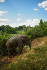 Fototapeta premium An Elephant in Somawathiya National Park, Polonnaruwa, Sri Lanka.