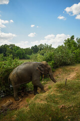 Fototapeta premium An Elephant in Somawathiya National Park, Polonnaruwa, Sri Lanka.