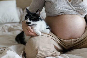 Pregnant woman hugging cute cat at baby bump and sitting on cozy bed with pillows, close up. Pet and Pregnancy. Fertility. Baby preparation with cat friend