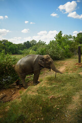 An Elephant in Somawathiya National Park, Polonnaruwa, Sri Lanka.