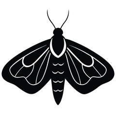 Moth Insect Illustration