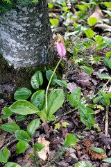 Pink Lady's Slipper Cypripedium acaule growing on the forest floor