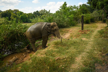 An Elephant in Somawathiya National Park, Polonnaruwa, Sri Lanka.