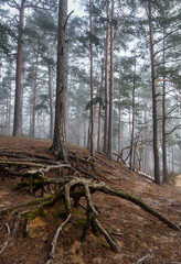 Misty pine forest with exposed roots on a hillside