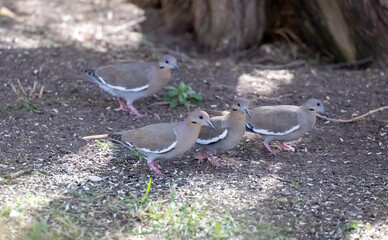 Four Mourning doves standing on the ground