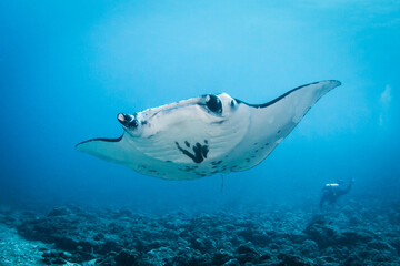Manta ray, French Polynesia