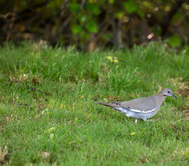 Mourning dove standing on the ground